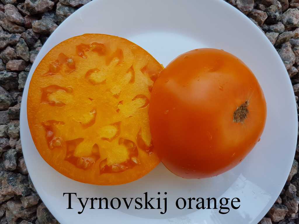 Tyrnovskij Orange